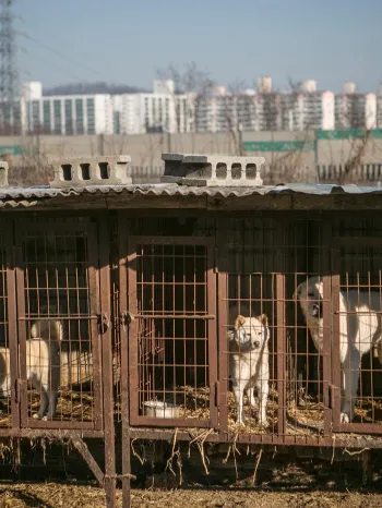 A dog meat farm in South Korea