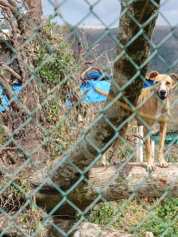 A dog after Hurricane Melissa in Jamaica
