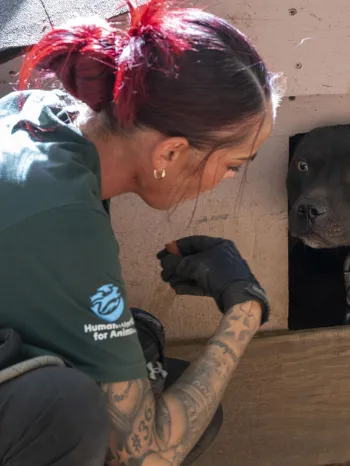 Humane World for Animals assists the South Carolina Law Enforcement Division with two alleged dogfighting seizures in rural Chester County, S.C.