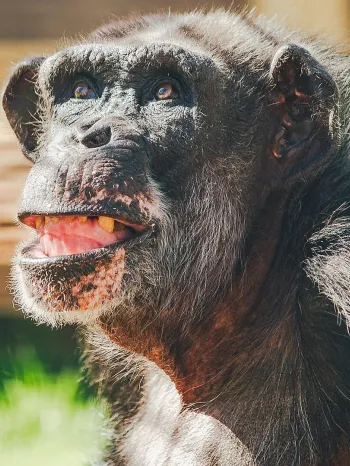 a chimpanzee 
