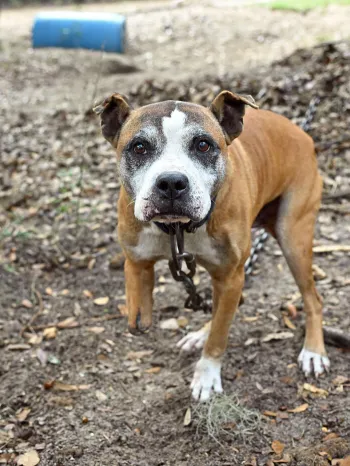 Dog from alleged dogfighting case in Florida