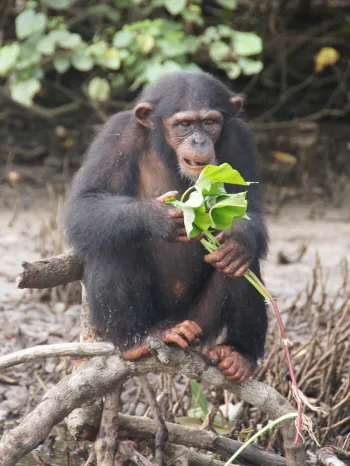 Chimp eating leaves at Second Chance Chimpanzee Refuge Liberia