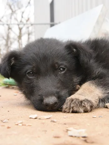 Puppy on ground