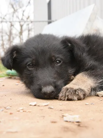 Puppy rescued from puppy mills