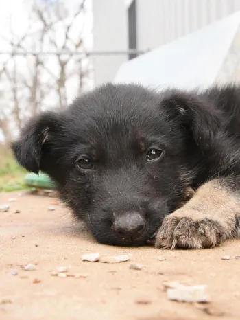 Helpless puppy from Arkansas puppy mill rescue