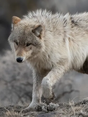 wolf with golden eyes heading down steep hill in Yellowstone