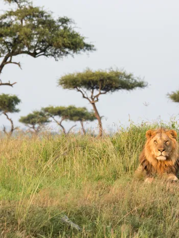 lion lying on a hill