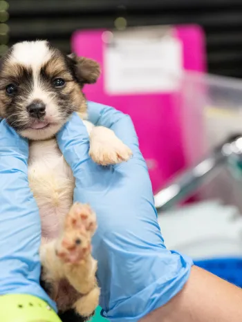 a puppy being held for an exam