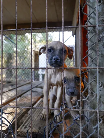 Two puppies in barren cage