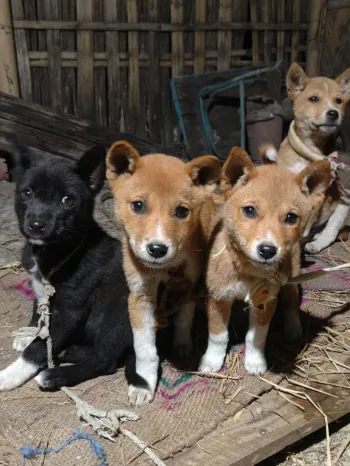 Puppies rescued on Christmas day 2025 in India