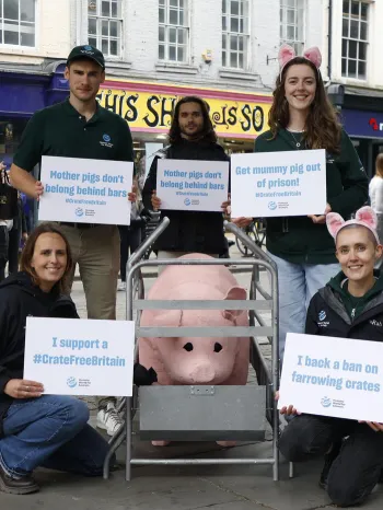 Advocating against crates for pigs in the UK