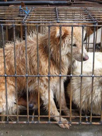 Dogs awaiting slaughter at Yulin 