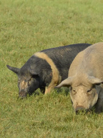Pigs grazing in the sunshine