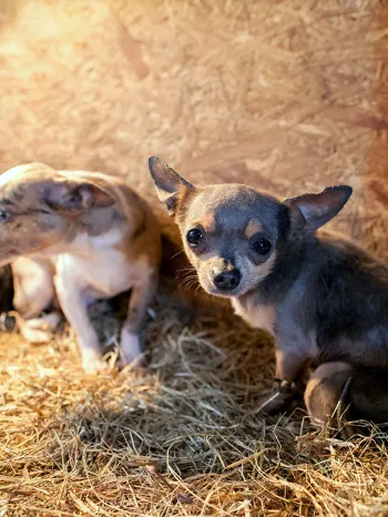 Sad chihuahua dog in a dirty puppy mill