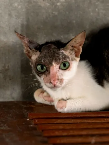 Sad cat in a dirty cat meat farm