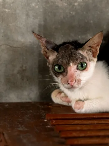 Sad cat in a dirty cat meat farm