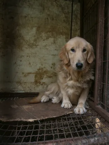 Dog in a cage