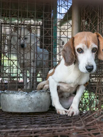 Dog in a cage