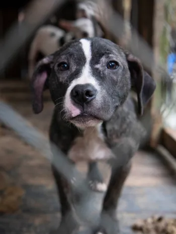 Dog in a cage