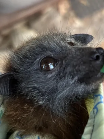 Humane World for Animals in Australia responds to Victoria wildfires