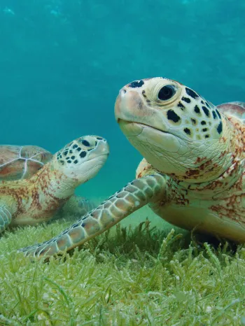 Two green sea turtle underwater with sea grass in Akumal, Yucatan, Mexico.