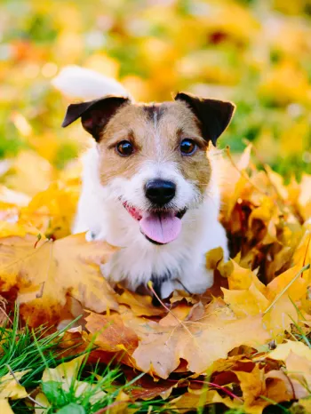 Happy dog lying down in colorful autumn fallen leaves