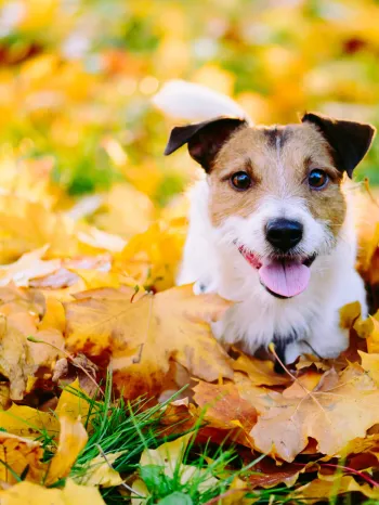 Happy dog lying down in colorful autumn fallen leaves
