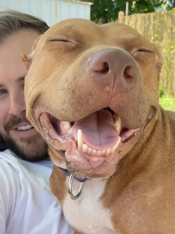 dog smiling, sitting on a person's lap