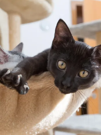 Curious kitten, one looking into camera, stretching paw