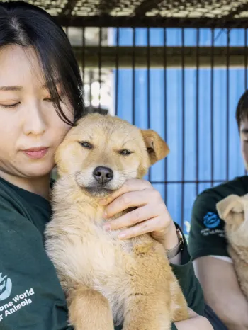 two people holding dogs