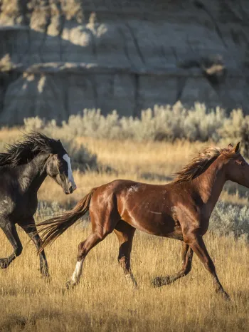 horses running in an open field