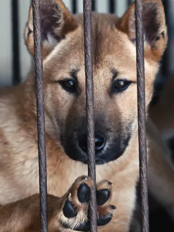 Dog in a cage on a South Korean dog meat farm