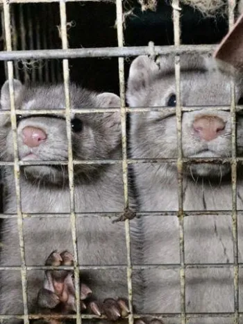 Mink on a fur farm