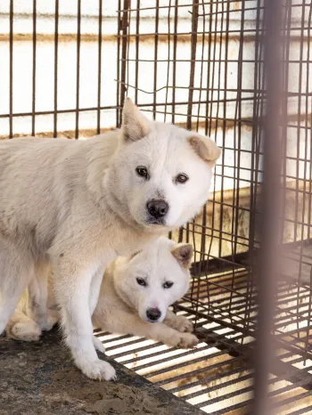 A dog with deformed legs