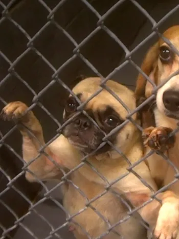 Undercover image of dogs in a puppymill