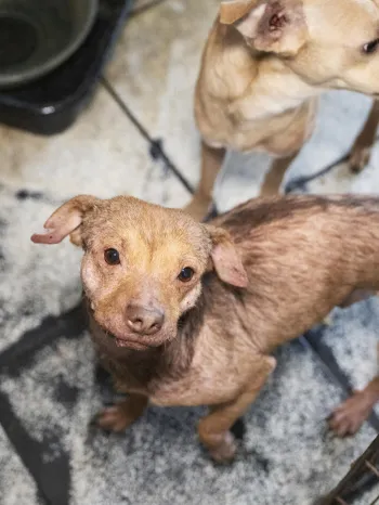 Texas rescue alleged neglect Feb 2026 small dog looks up