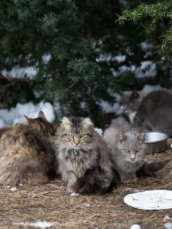 Cats rescued in Wicomico County MD Feb 2026