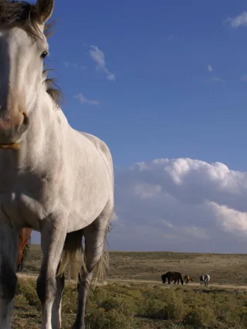 A group of horses in a field