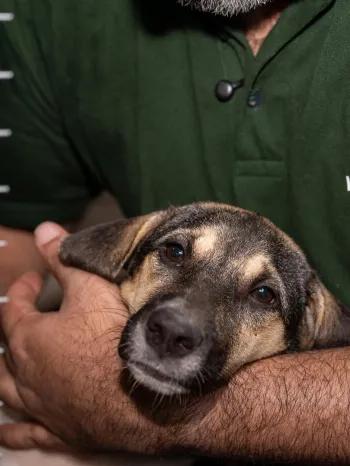 Rescued from the dog meat trade in Indonesia Feb 2026