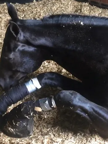 a horse laying down in a stable with their legs slathered with caustic chemicals and wrapped tightly