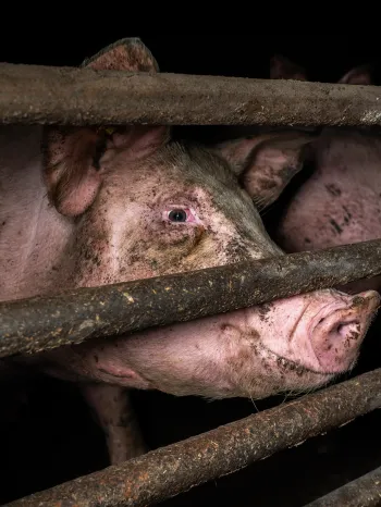 Young pig on factory farm