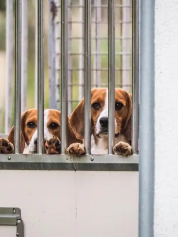 a pair of beagles peering through metal bars