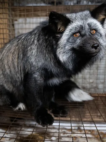 a fox in a cage on a fur farm