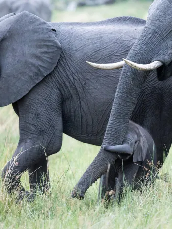 baby elephant walking with adult elephants in the wild
