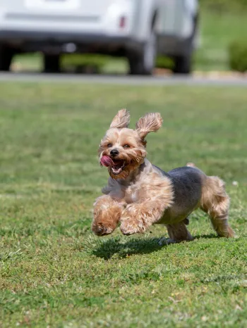 a small dog joyfully running across a grassy field