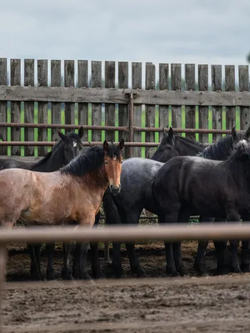 Horses headed for slaughter 