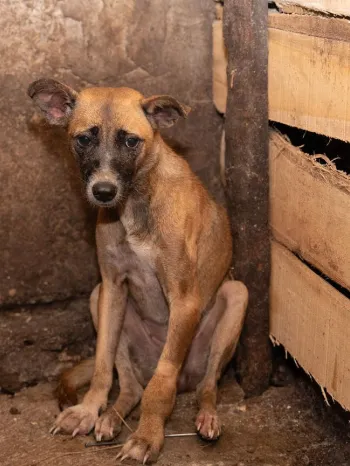 A dog in an Indonesian slaughterhouse