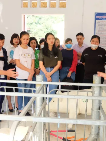 Viet Nam farm producer practical training with pigs