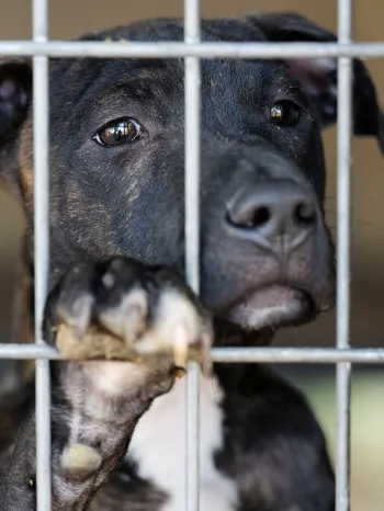 Dog in cage from Florida dogfighting rescue