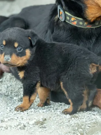 Puppy with docked tail